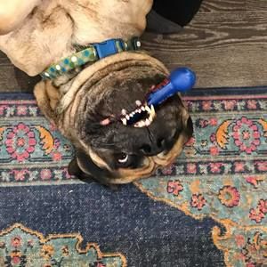 Meet your Posher, Kam